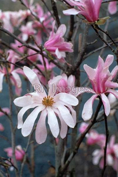 Magnolia loebneri 'Leonard Messel'