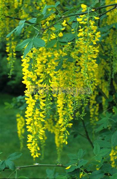 Laburnum x watereri