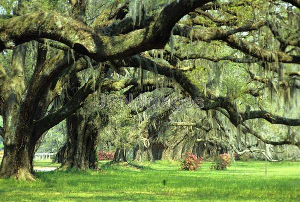 Quercus virginiana