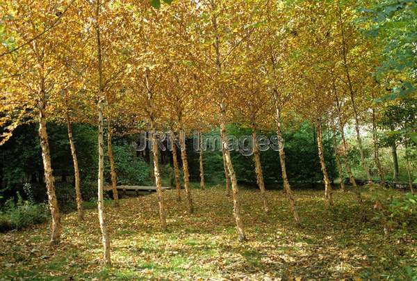 Betula nigra 'Heritage'