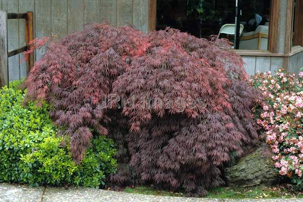 Acer palmatum dissectum 'Crimson Queen'