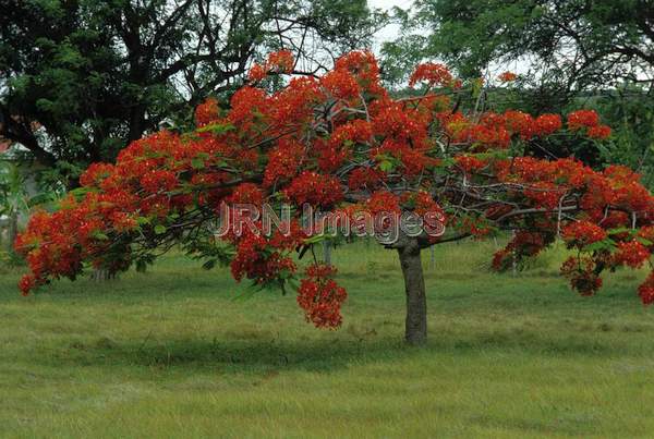 Delonix regia