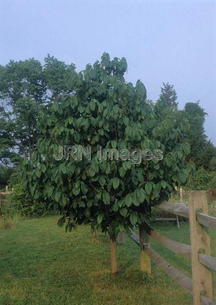 Asimina triloba