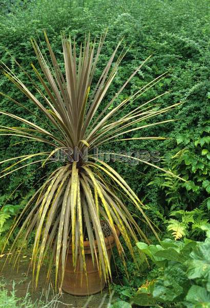 Cordyline australis 'Purpurea'