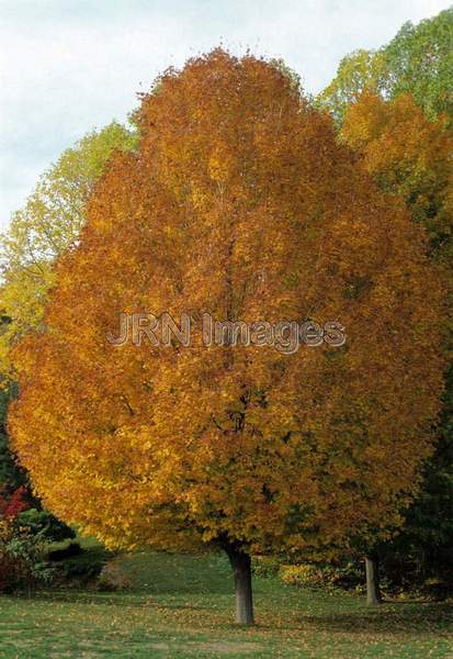 Acer saccharum