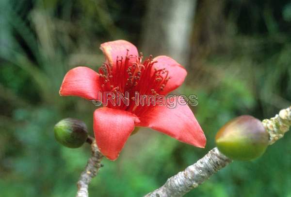 Bombax ceiba