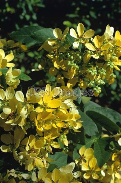 Cassia quinquangulata