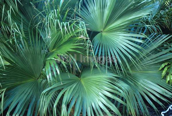 Sabal palmetto