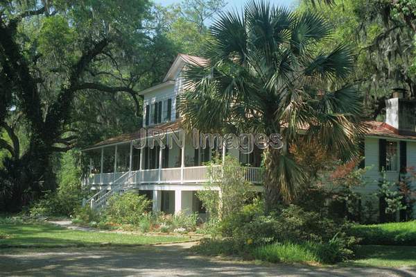 Sabal palmetto