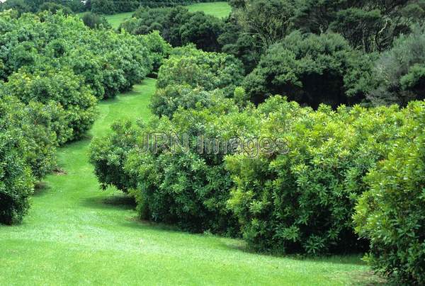 Macadamia integrifolia