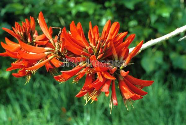 Erythrina caffra