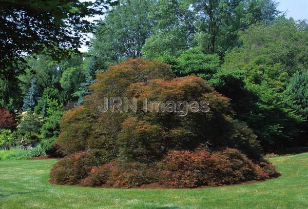 Acer palmatum dissectum 'Atropurpureum'