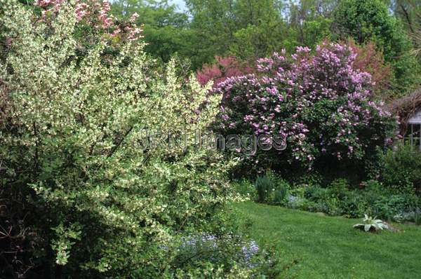 Elaeagnus umbellata