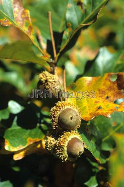 Quercus macrocarpa