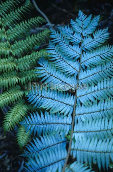 Cyathea dealbata