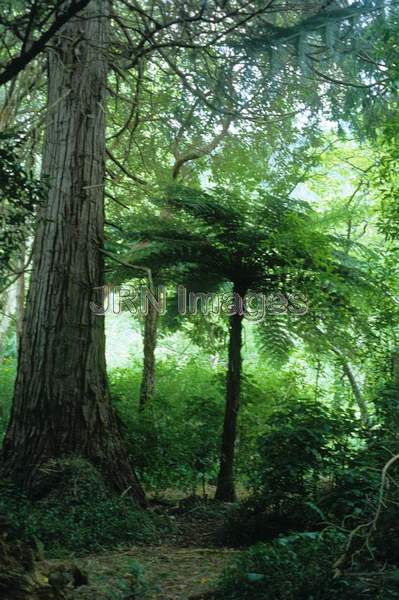 Cyathea medullaris