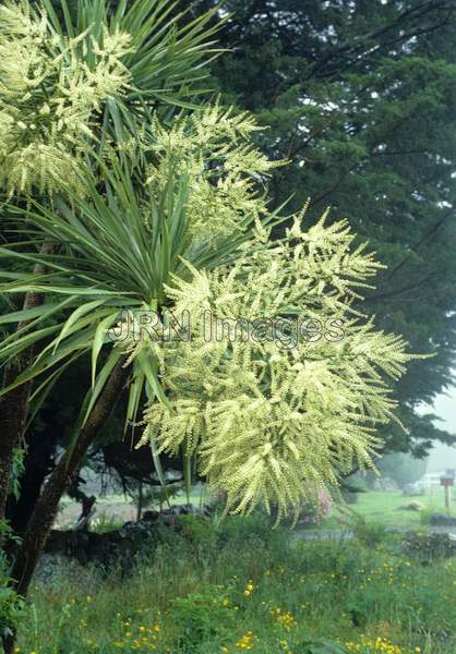 Cordyline australis