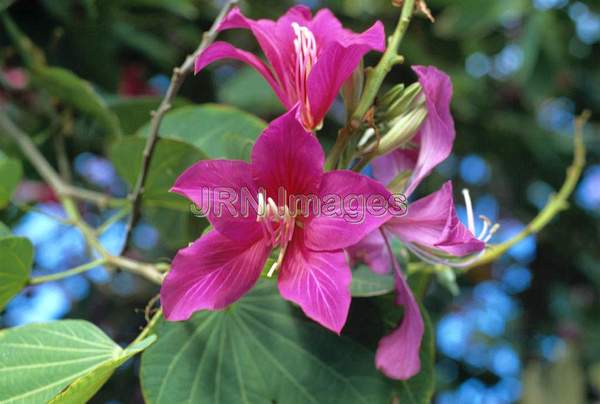 Bauhinia hybrid