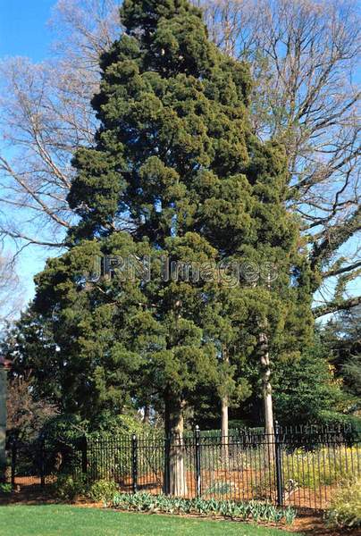 Juniperus virginiana