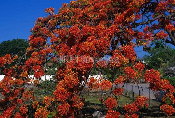 Poinciana pulcherrima