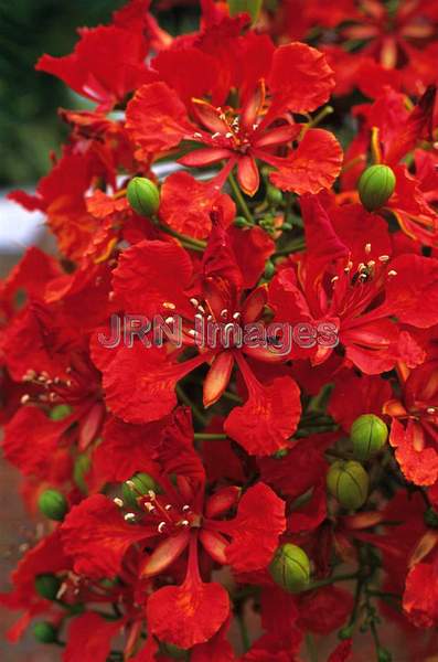 Delonix regia