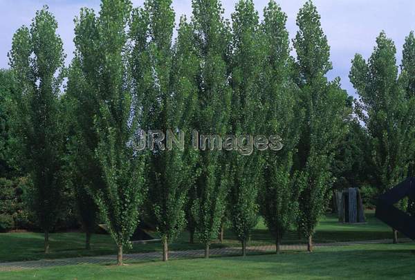 Populus nigra italica