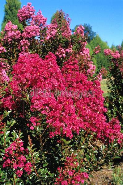 Lagerstroemia indica 'Watermelon'