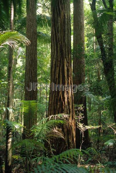 Sequoia sempervirens