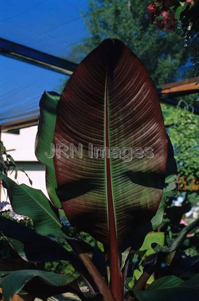 Ensete ventricosum maurelii