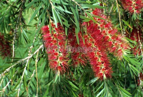 Callistemon viminalis