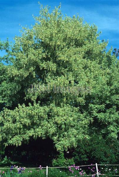 Acer negundo 'Variegatum'