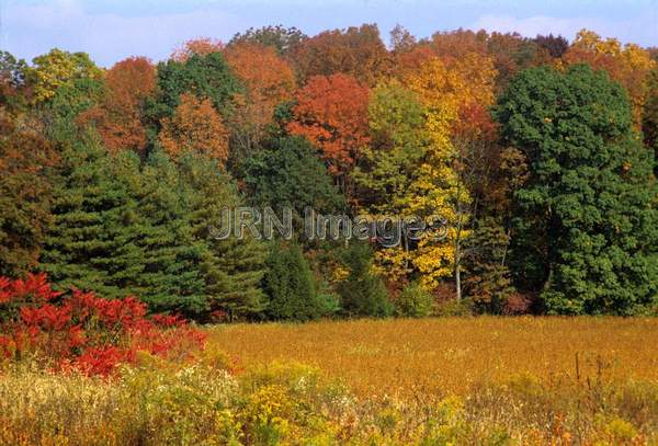 Aumn foliage