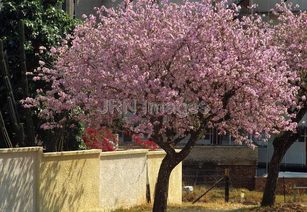 Bauhinia purpurea