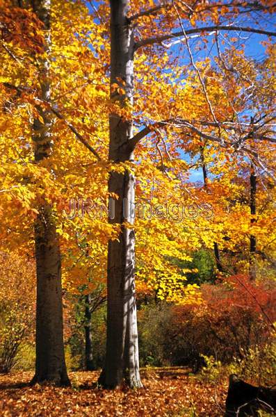 Fagus grandiflora