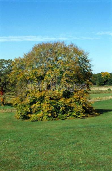 Fagus grandifolia