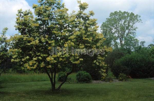 Syringa reticulata