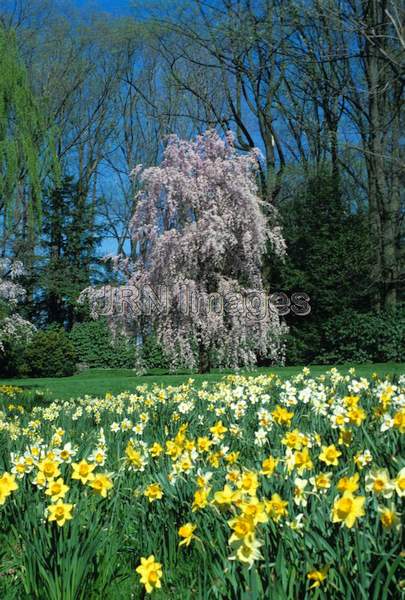 Prunus subhirtella 'Pendula'