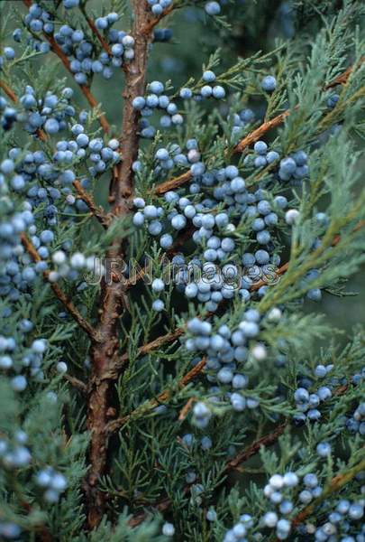 Juniperus virginiana