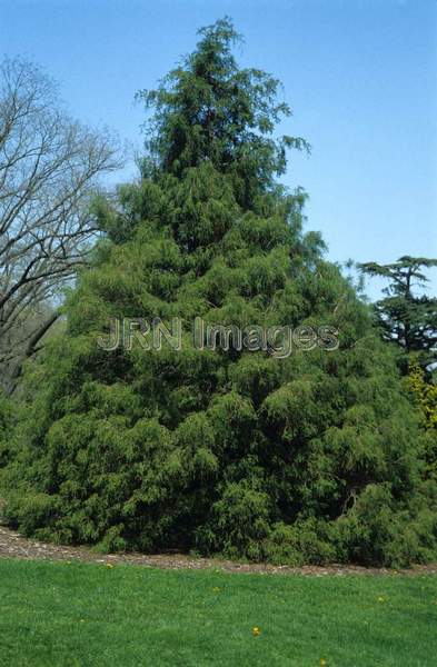 Chamaecyparis pisifera 'Filifera'