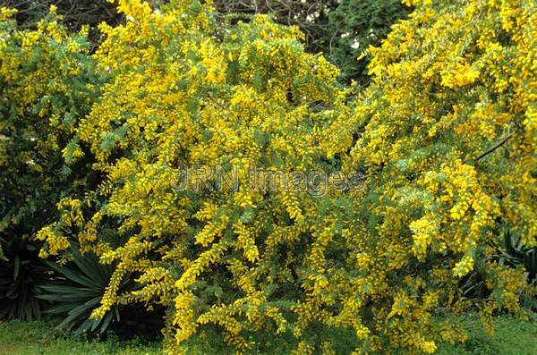 Acacia baileyana