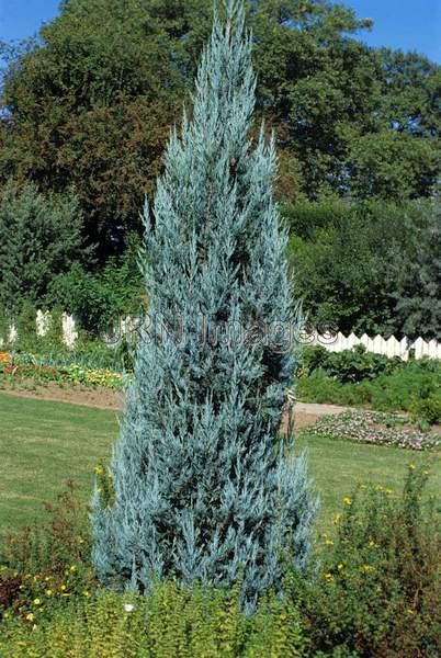 Juniperus scopulorum 'Blue Heaven'