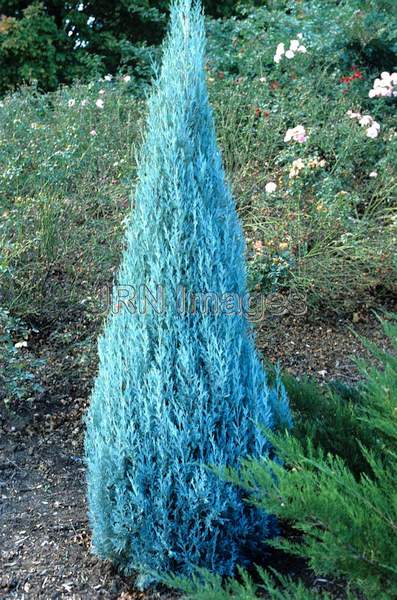 Juniperus scopulorum 'Wichita Blue'