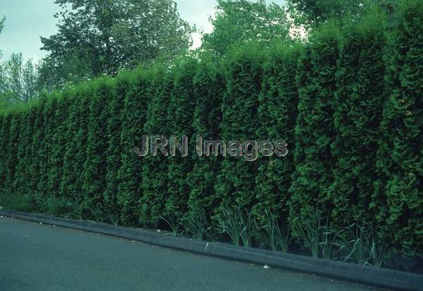 Thuja occidentalis