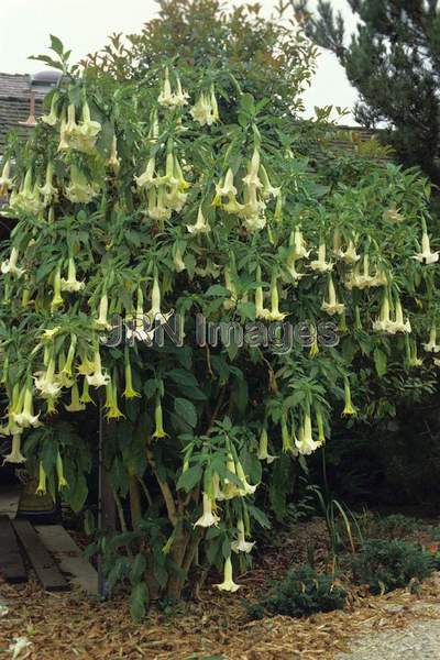 Brugmansia x candida