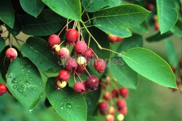 Amelanchier arborea