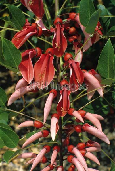 Erythrina crista-galli