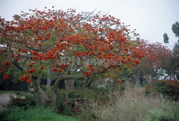 Erythrina crista-galli