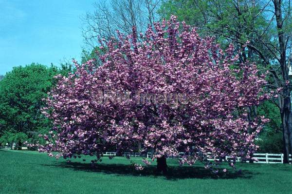 Prunus serrulata 'Kwanzan'