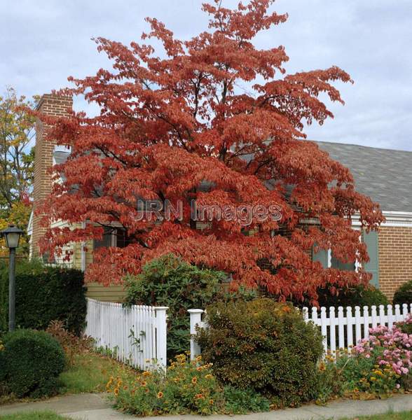 Cornus florida