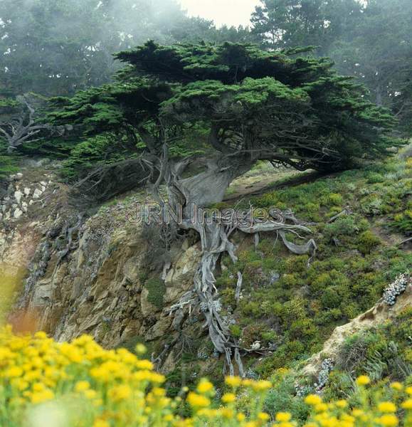 Cupressus macrocarpa